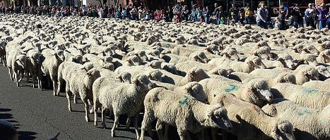 Are these sheep being active or passive? (source)
