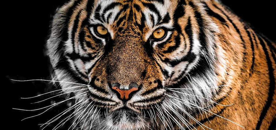 Oculos Tigris ("Eye of the Tiger" in Latin)