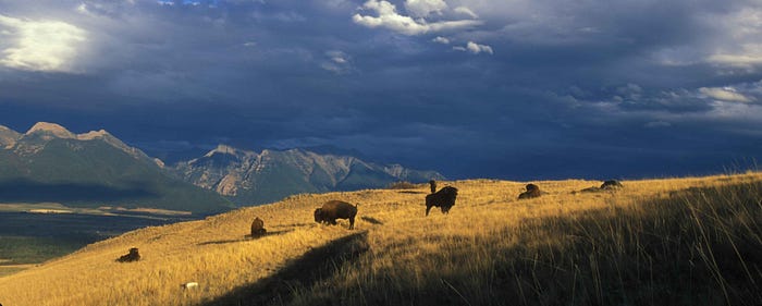  Bison (Bison bison) grazing (from Pixnio).
