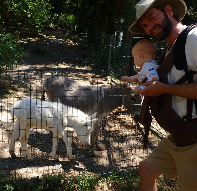  Getting to see animals in the countryside around Assisi was a big hit.
