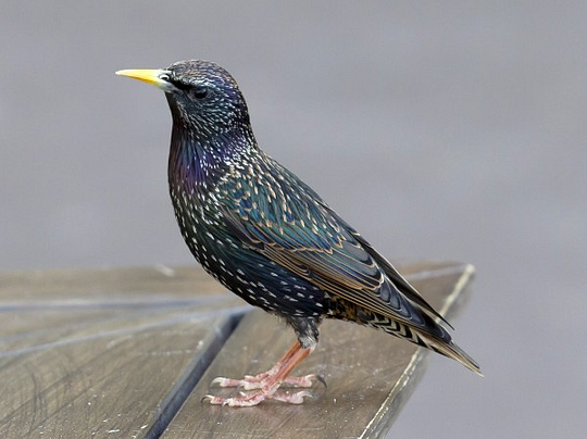  Sturnus vulgaris, the European starling. (source)
