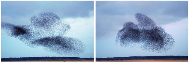  A murmuration of starlings. Such flocks are commonly seen today in Rome. (source)
