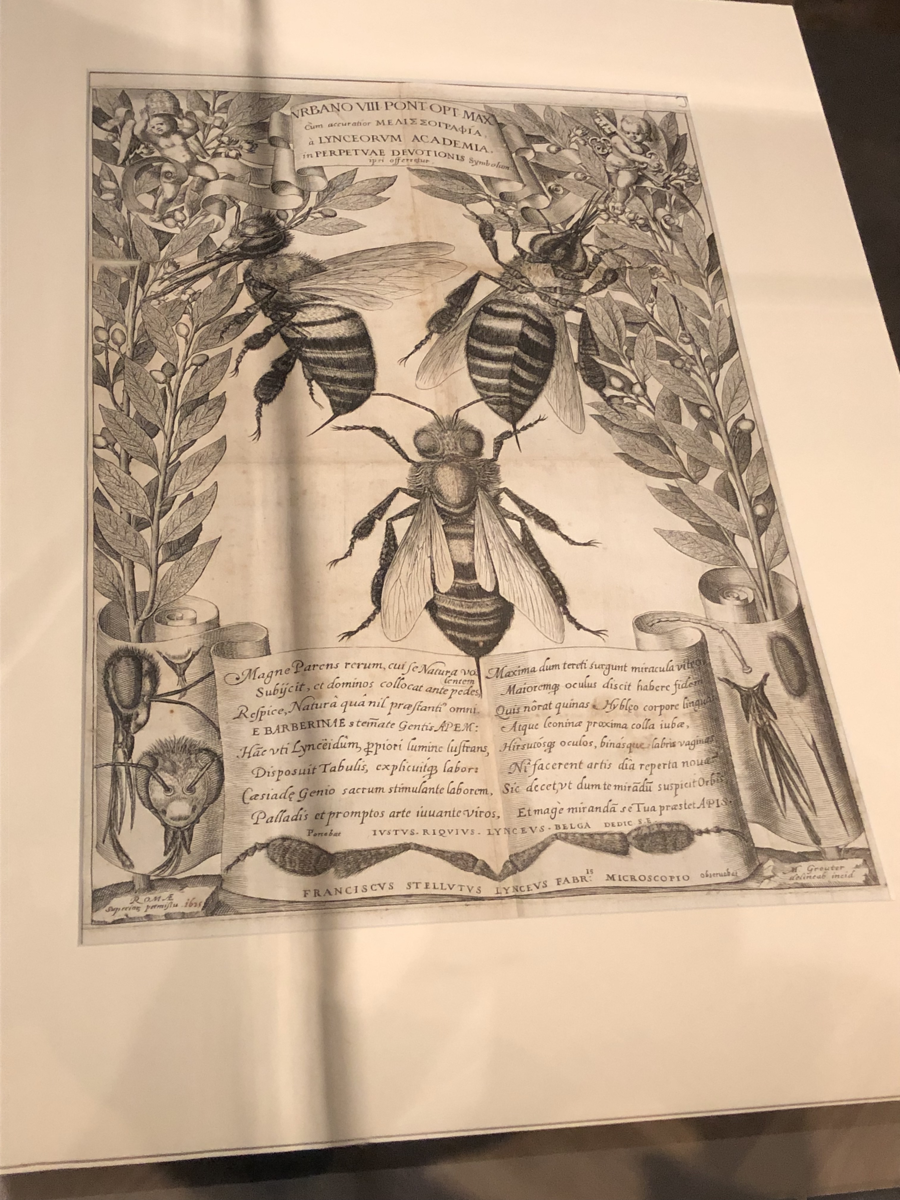 Stelluti_Melissographia.jpg
